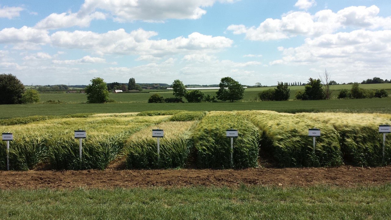 Barley-trials-at-Wansford-1
