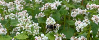 bee-in-cover-crop