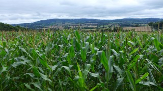 Maize-landscape-view