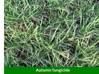 320 autumn fungicide