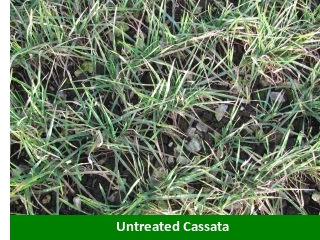 320 untreated cassata