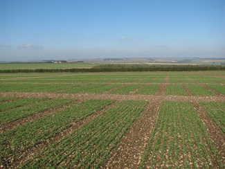 general view of plots 325x244